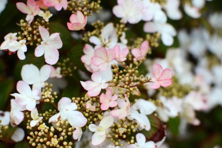 Calin japonez roz Pinkawai 60-100 cm